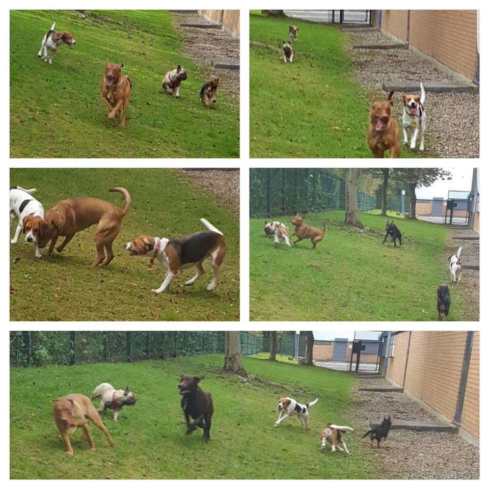 Stay N Play Doggy Daycare, Grooming and Training Bury